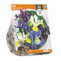 Baltus Iris Hollandica Mixed bloembollen per 15 stuks